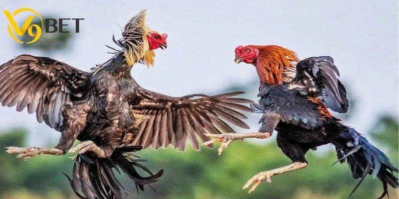 Tìm hiểu thông tin về đá gà cựa non