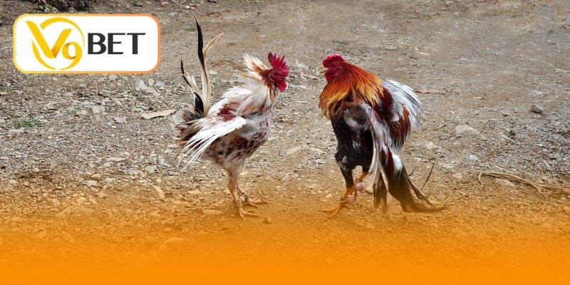 5 tuyệt chiêu vô song thống trị mọi ván đá gà Thomo