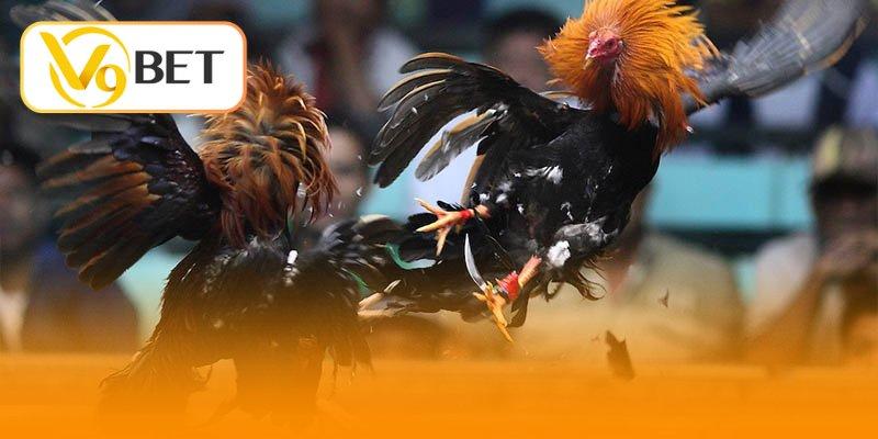 Luật Chơi Đá Gà Cựa Sắt - Bí Kíp Hốt Bạc Tỷ Của Dân Chơi 3 Luật chơi đá gà cựa sắt - Những quy tắc vàng